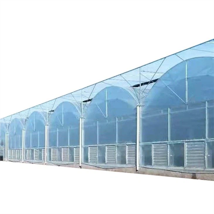 Hot Sale Multi Span Film Greenhouse For Tomato Growing System