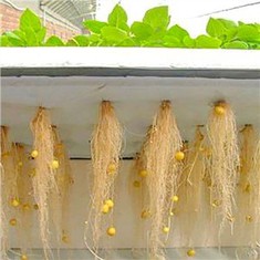 Aeroponics Thủy canh