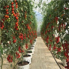 Nhà kính mặt đất che phủ weed barrier