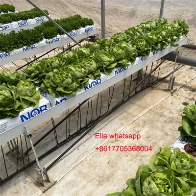 Máng trồng thủy canh cho rau xanh cà chua